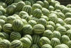 免费吃瓜资源,揭秘热门资源一网打尽